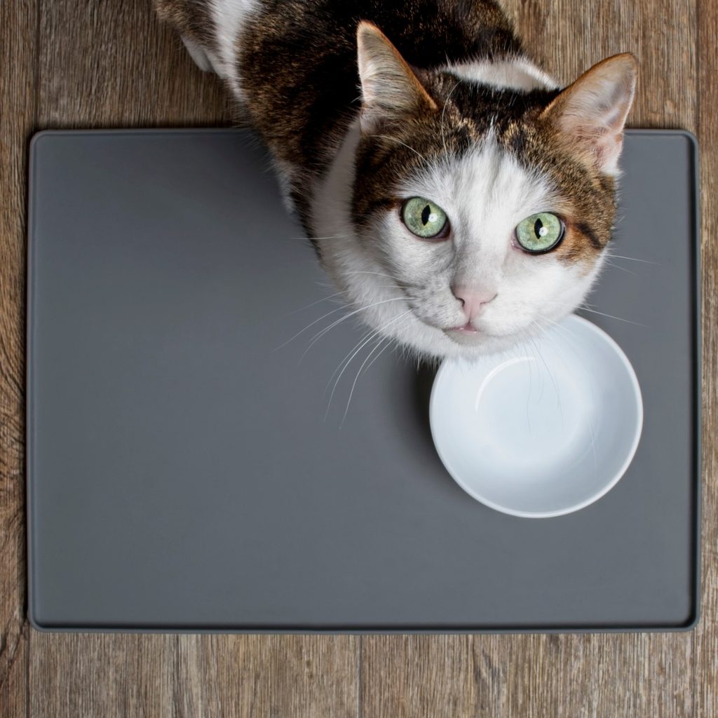 Cat with empty bowl looking up