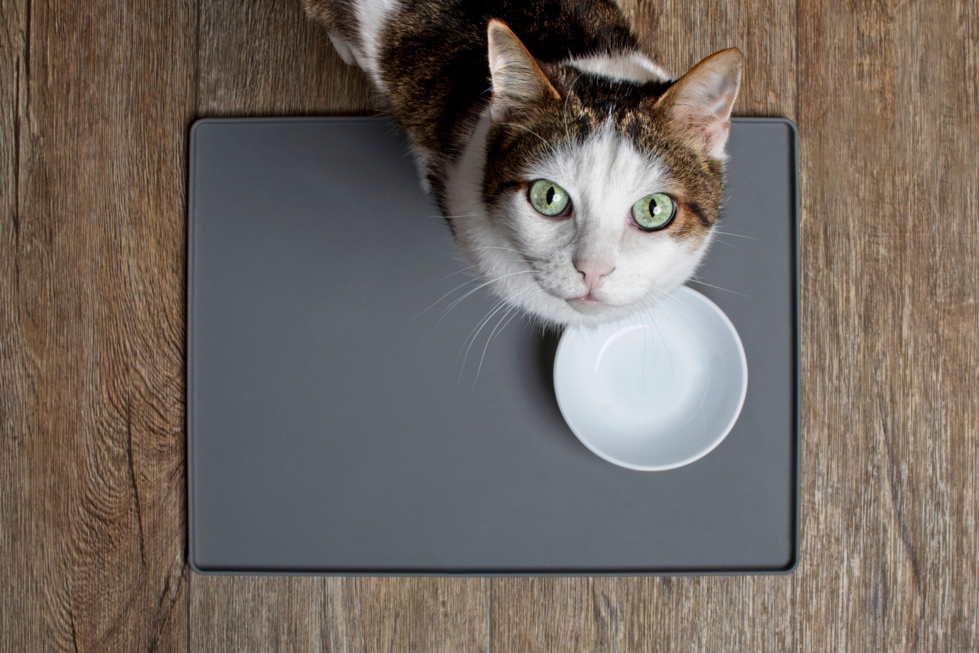 Cat waiting Cat with empty bowl on wooden floor