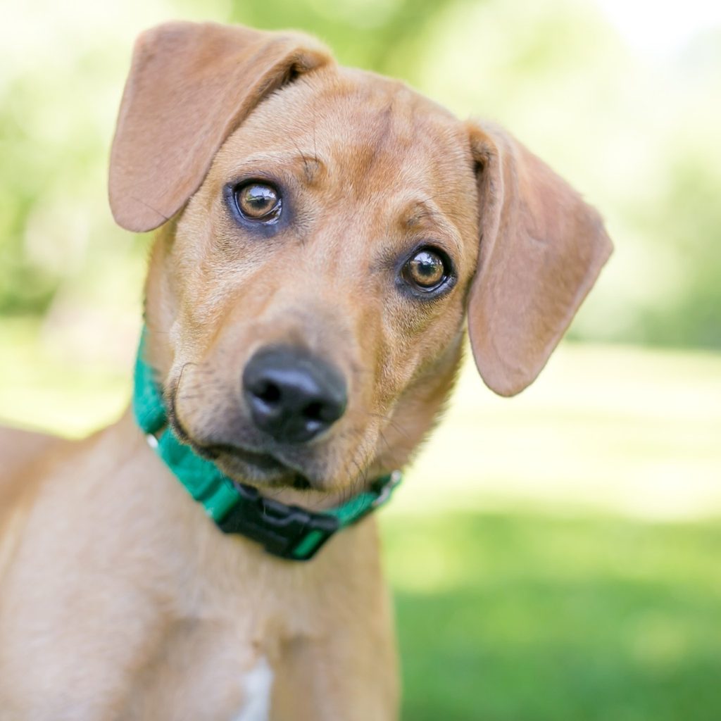Labrador puppy with a green collar