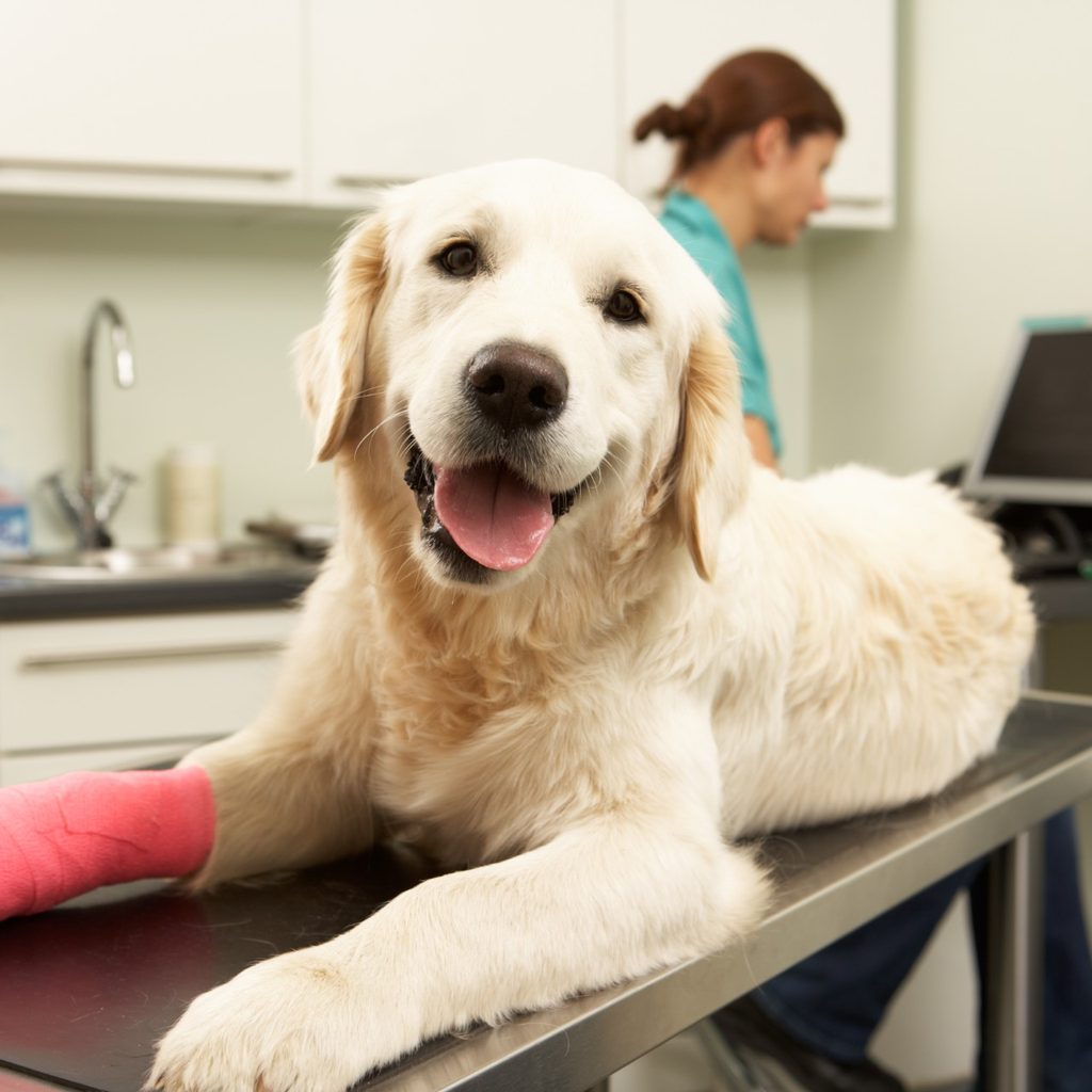 Retriever on veterinarian's table with bandaged paw