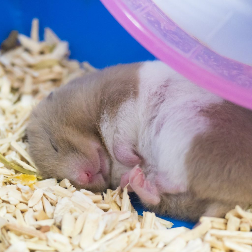 Hamster sleeping on floor of box