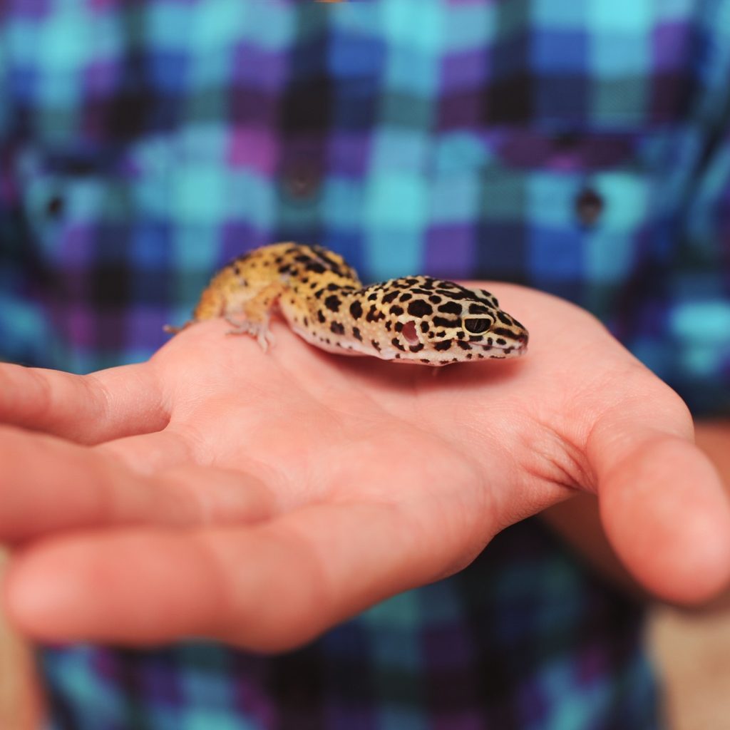 Gecko held in person's hand
