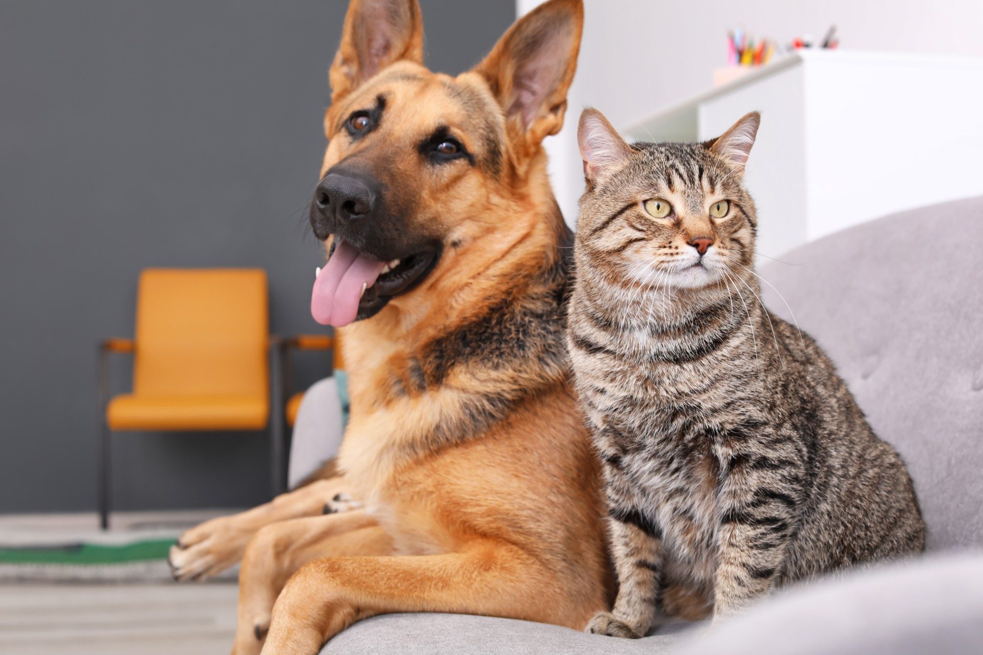 Striped cat sits next to a German shepherd