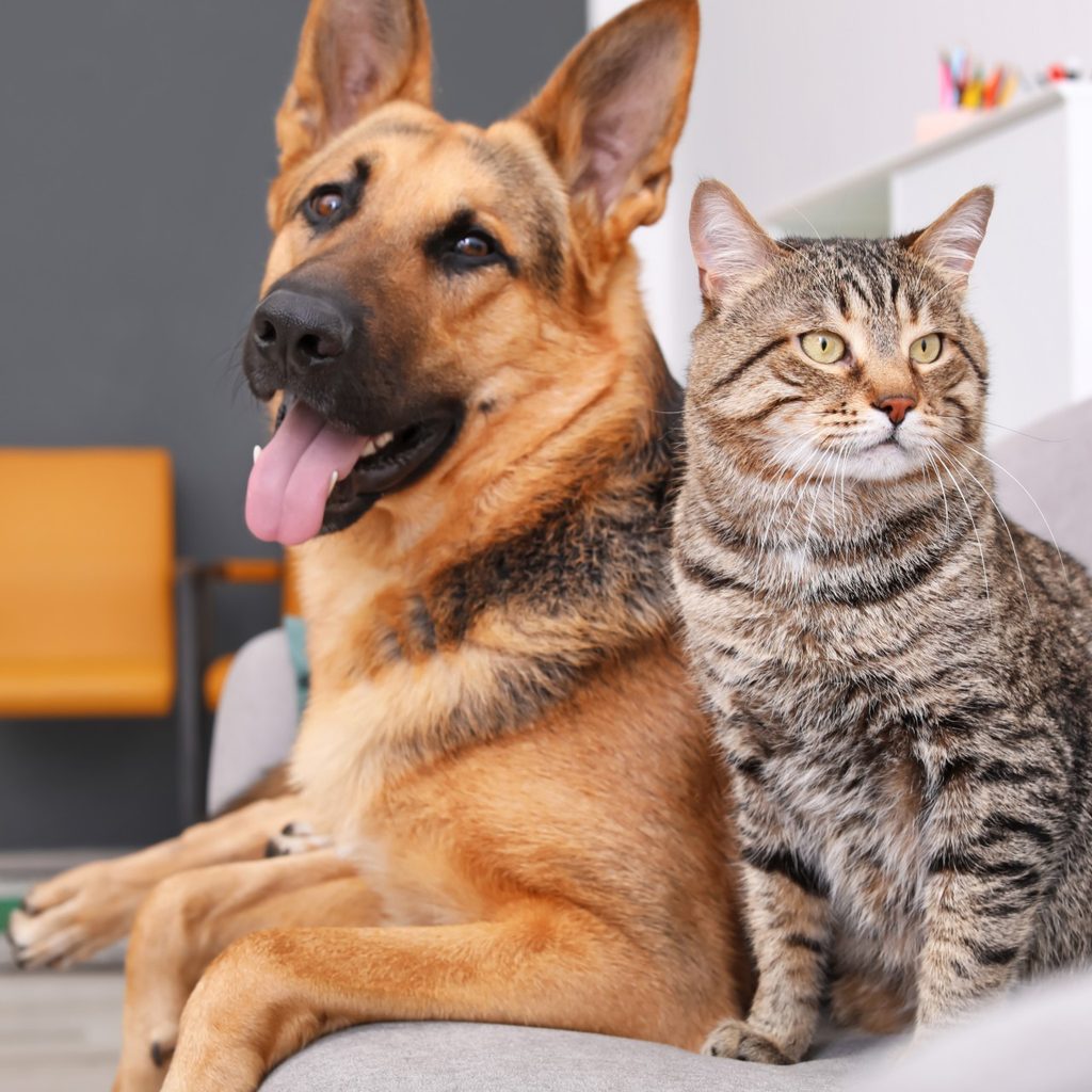 Striped cat sits next to a German shepherd