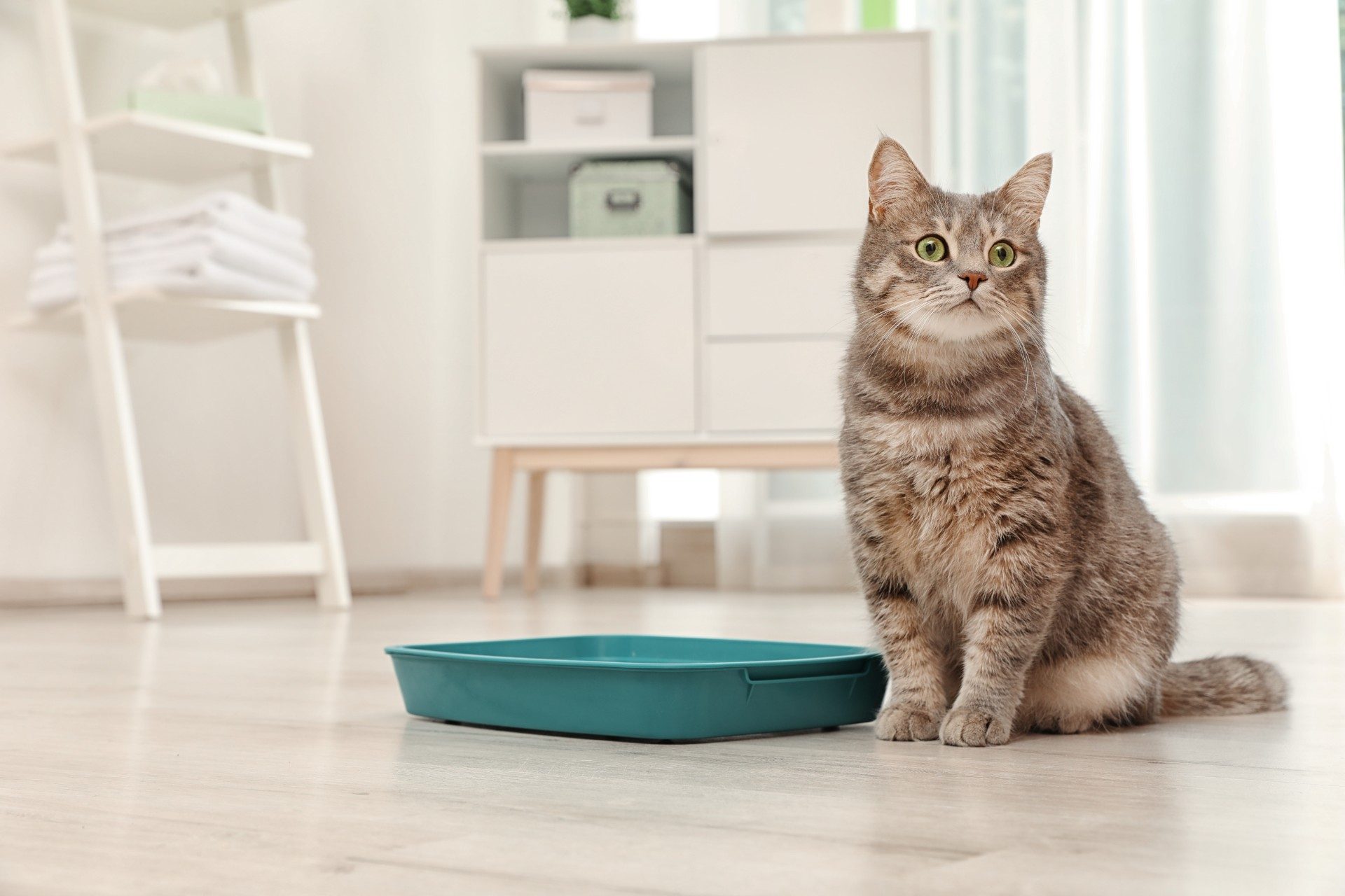 Cat on floor sitting next to a litter box