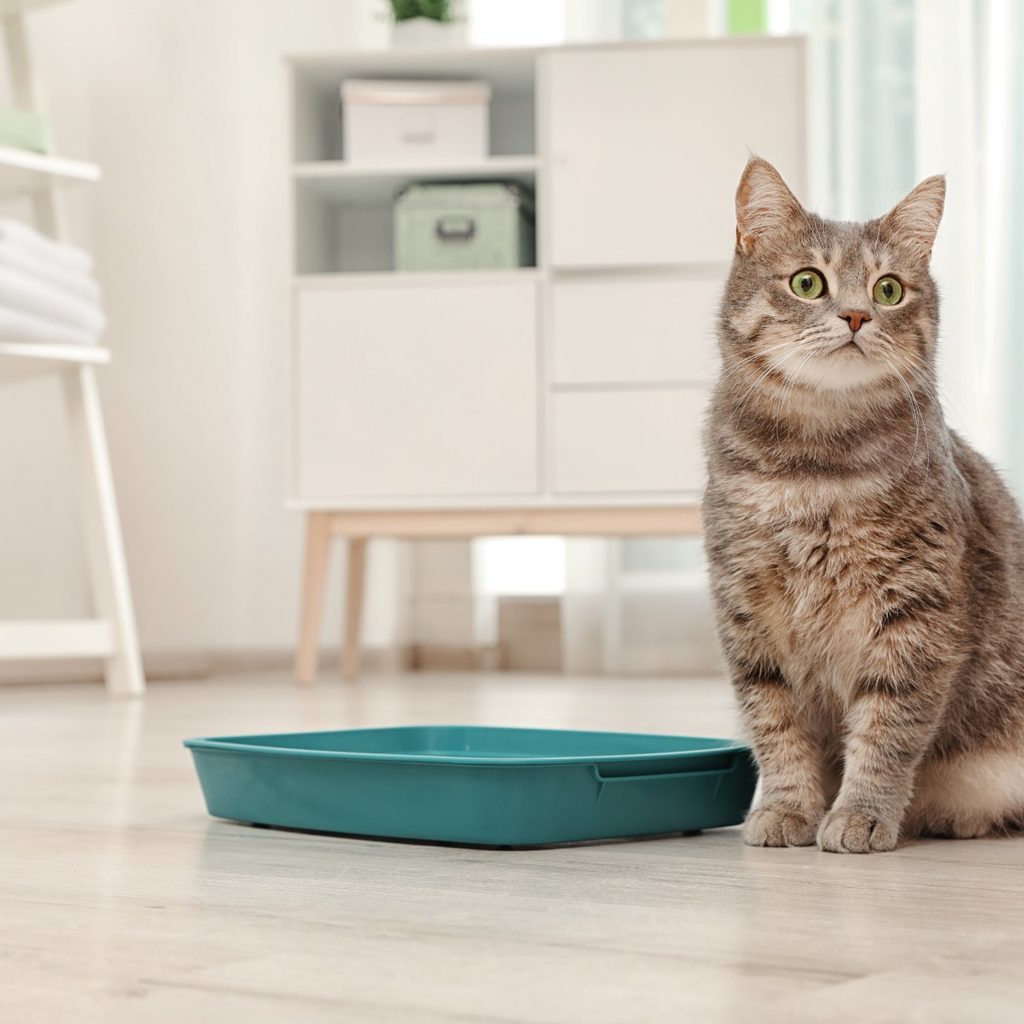 Cat on floor sitting next to a litter box
