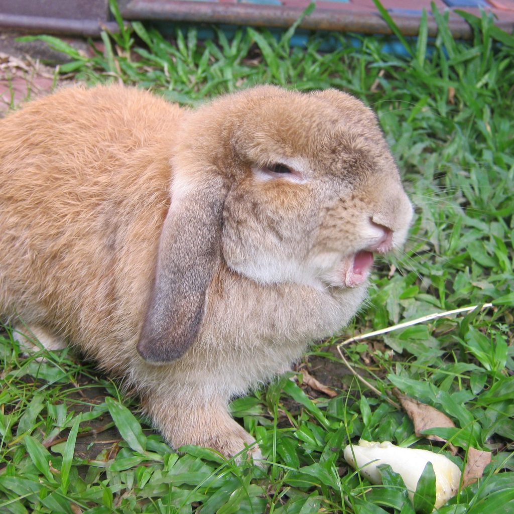 Rabbit eating a banana on grass