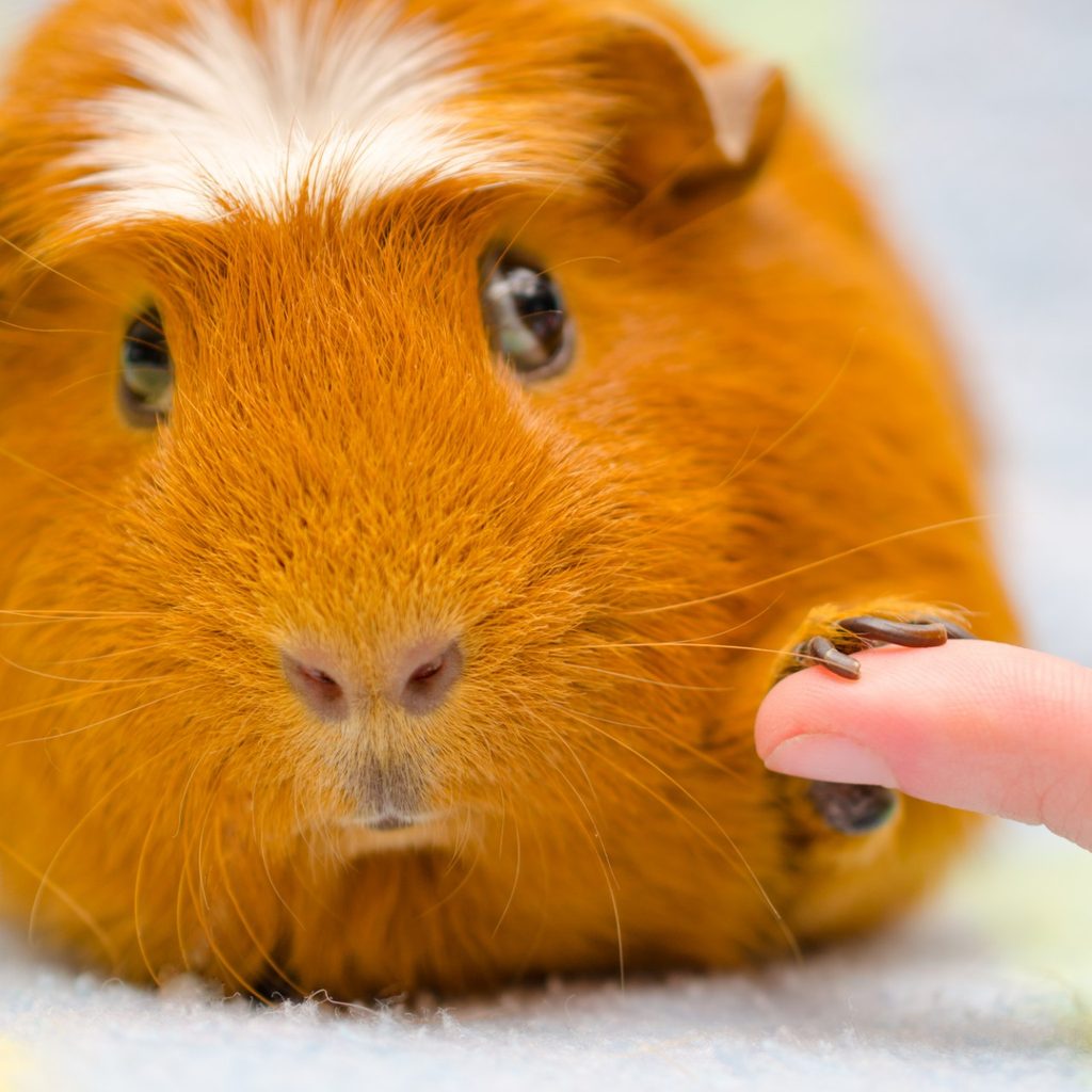 Guinea pig grabbing a person's finger