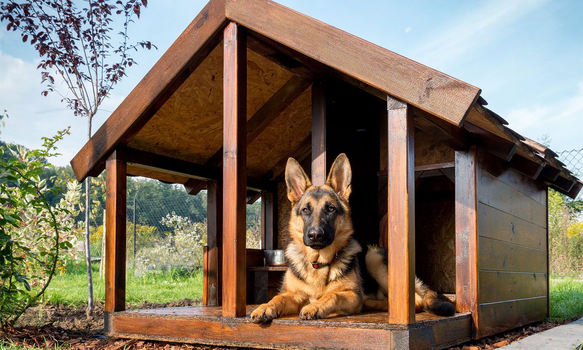 German shepherd in an outdoor dog house