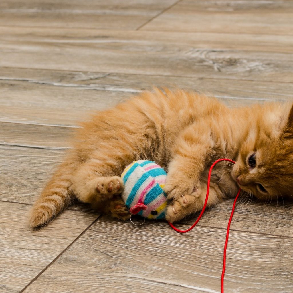 Striped cat playing with a toy