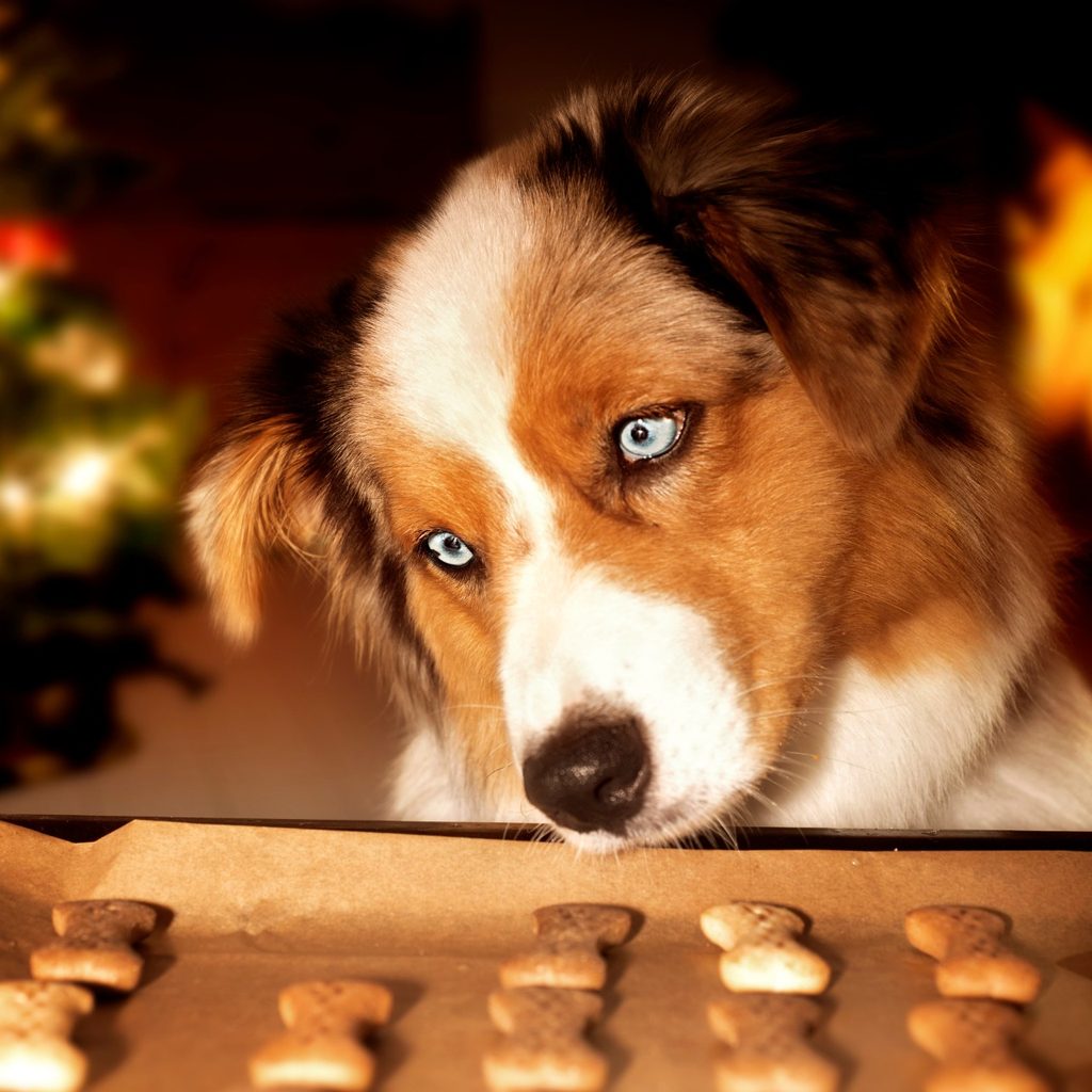 Australian shepherd looks at dog treats on plate