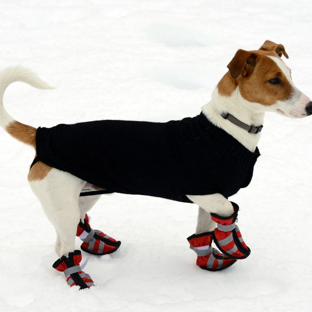 Terrier earing a sweater and dog shoes
