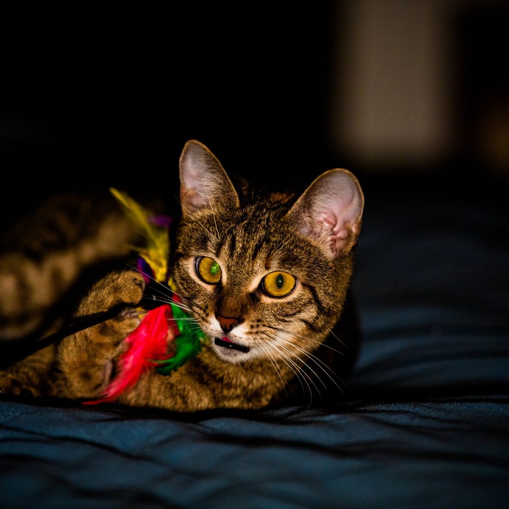 Cat playing with a toy on a bed at night