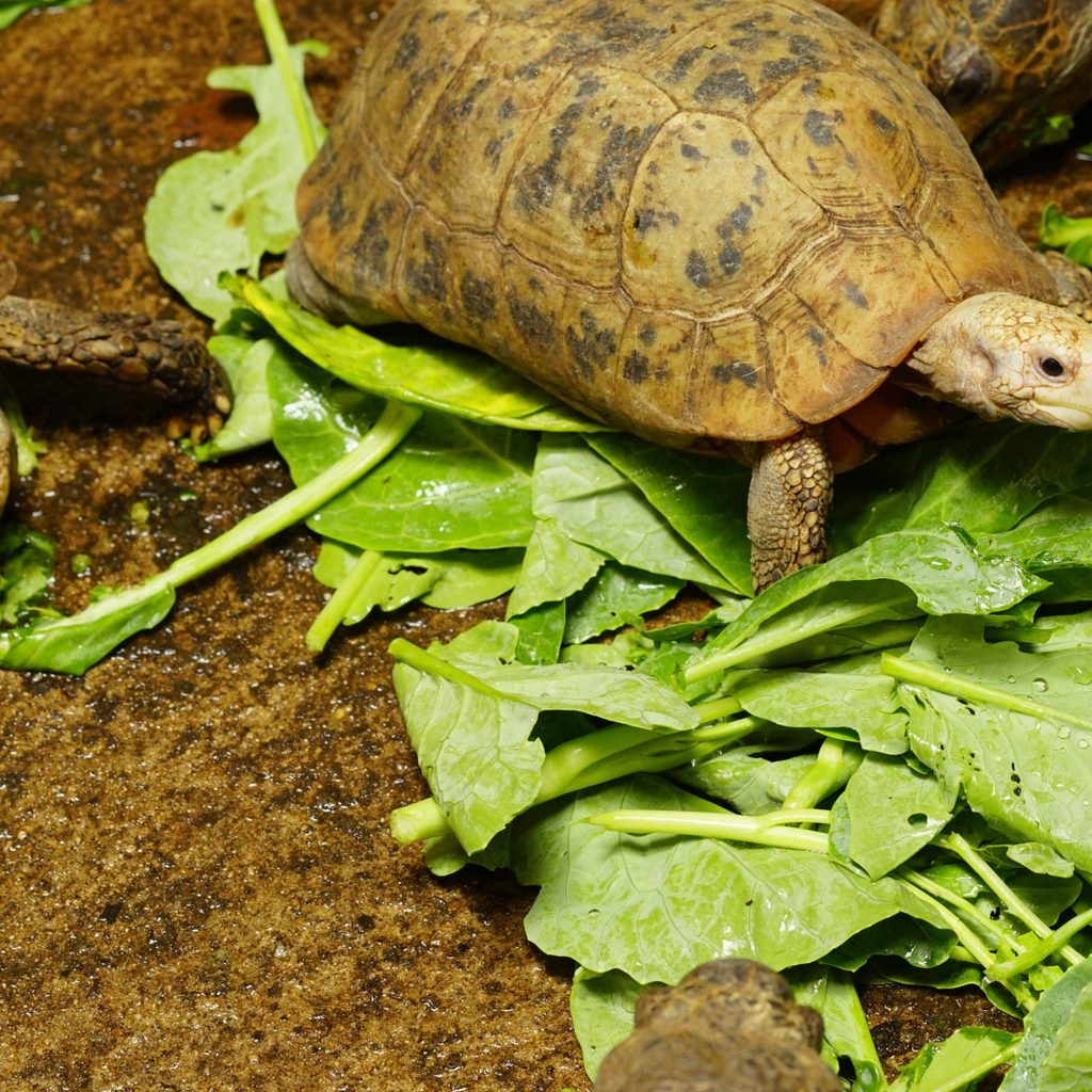 Two turtles eating kale