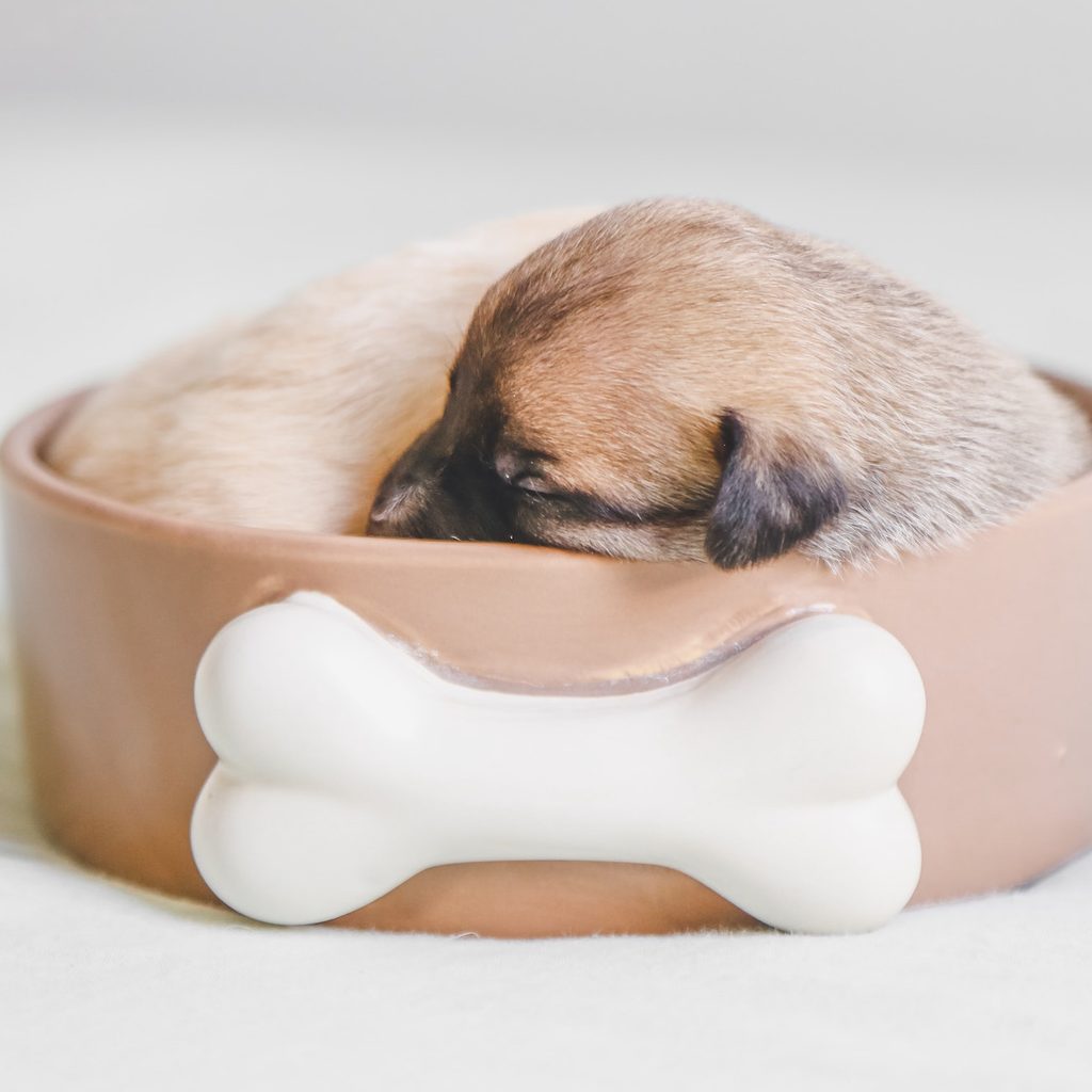 small puppy curled up sleeping in bowl with bone on front