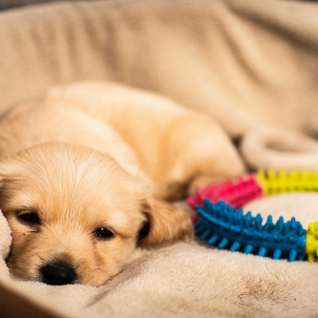 puppy resting in dog bed next to toy