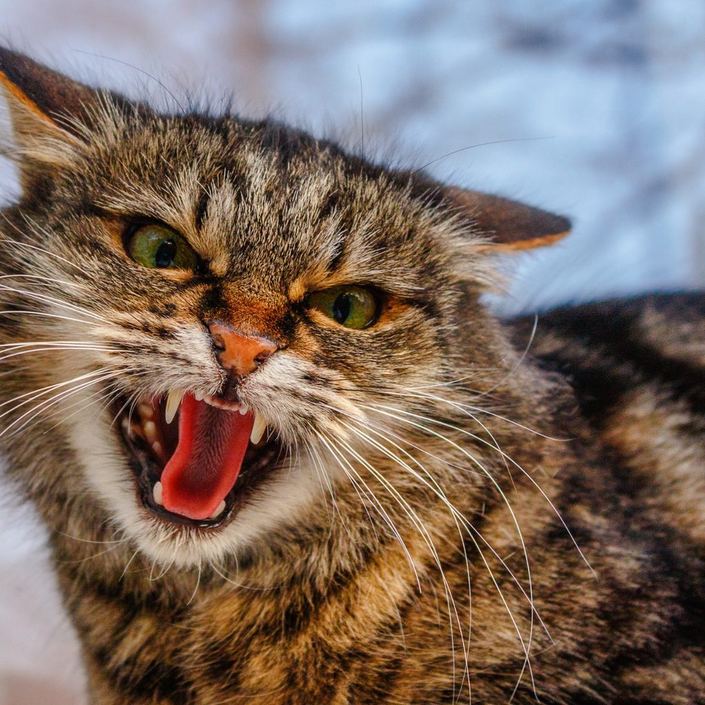 Scary striped cat hissing