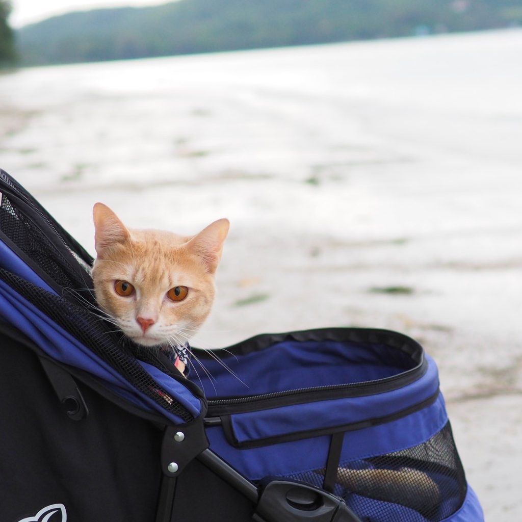 Cat in stroller
