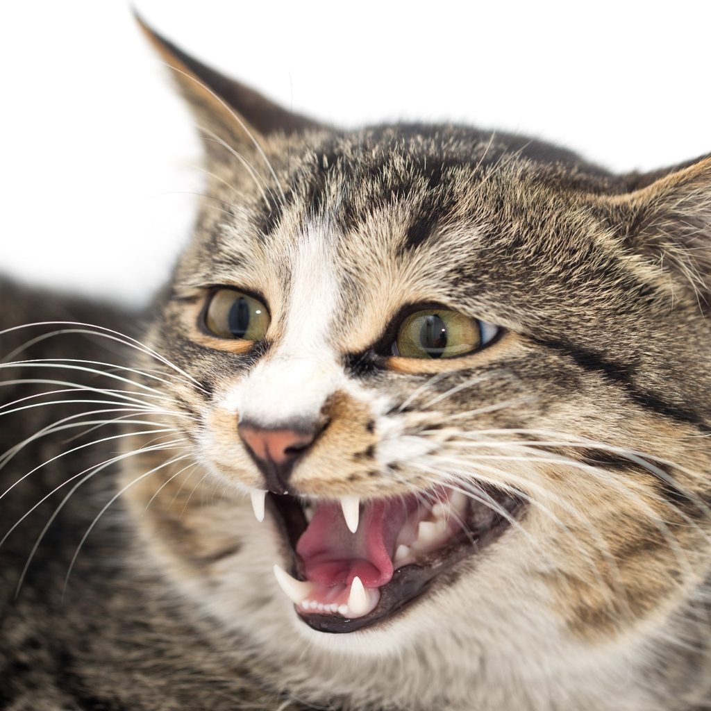 Cat with large eyes hissing