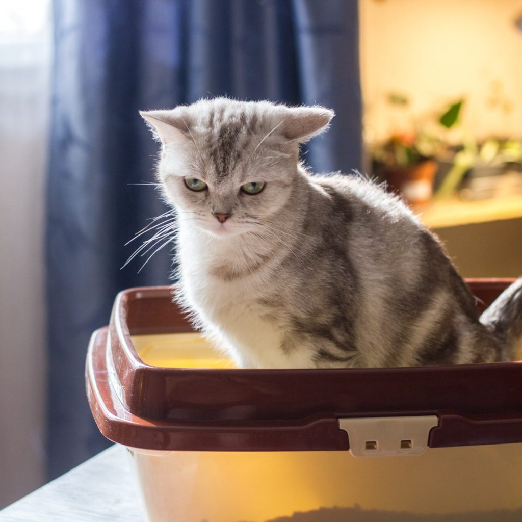 Striped cat sitting a litter box