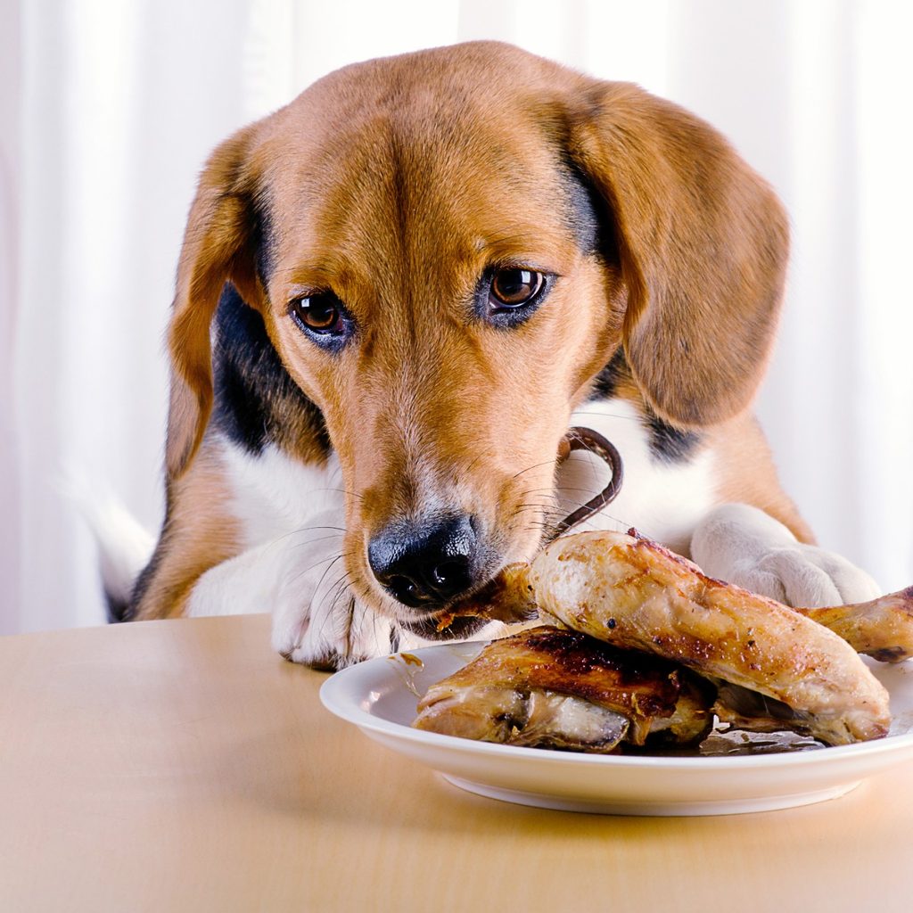 Small dog eating chicken legs off a plate