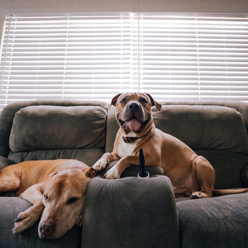 two dogs laying on couch