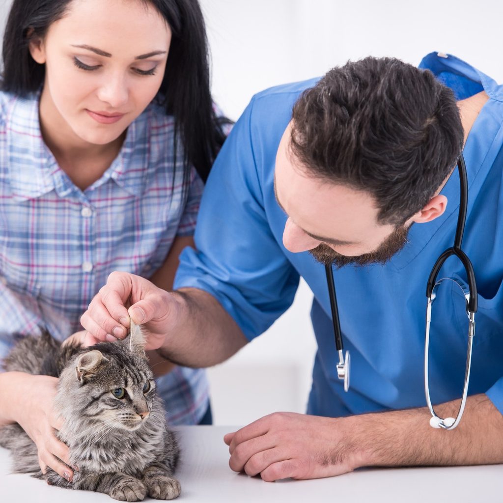 Veterinarian examining cat while owner holds it