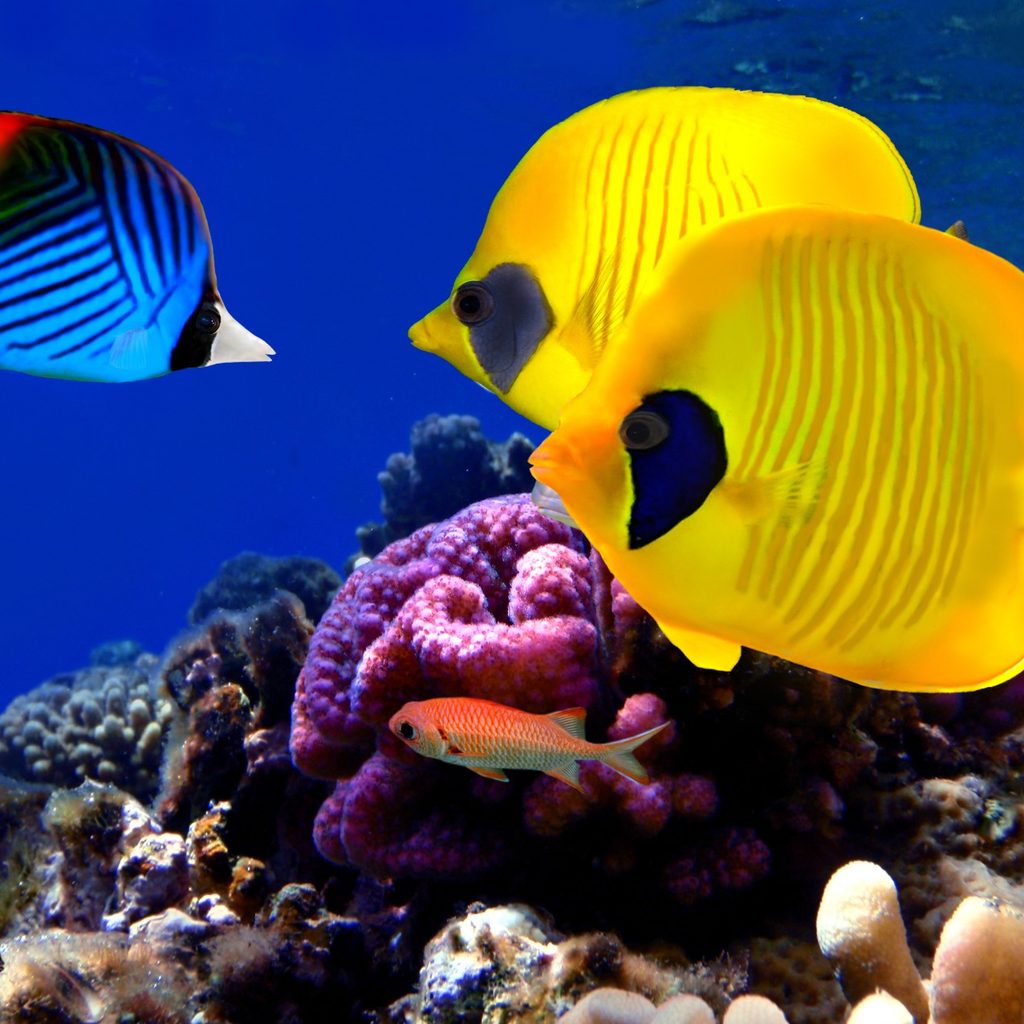 Three colorful tropical fish in an aquarium
