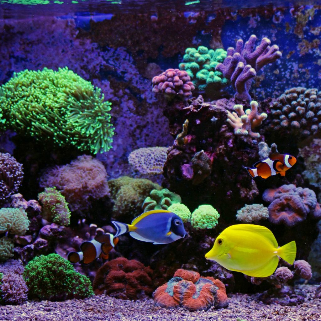 Colorful fish and coral in a saltwater aquarium