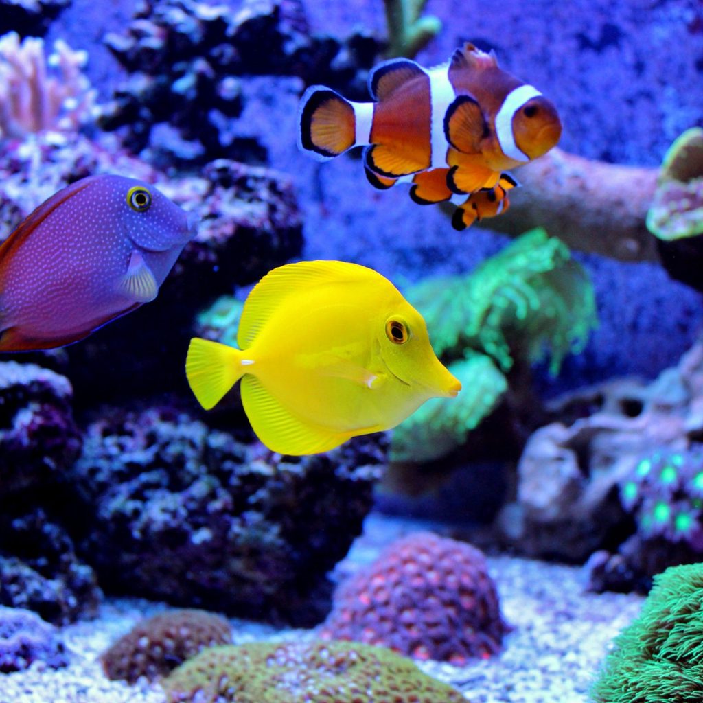 Two colorful fish in a saltwater aquarium