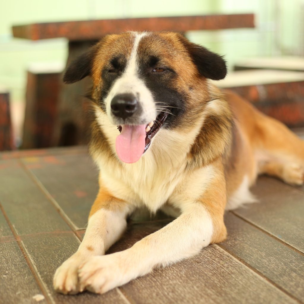 Blind dog lying on wooden floor