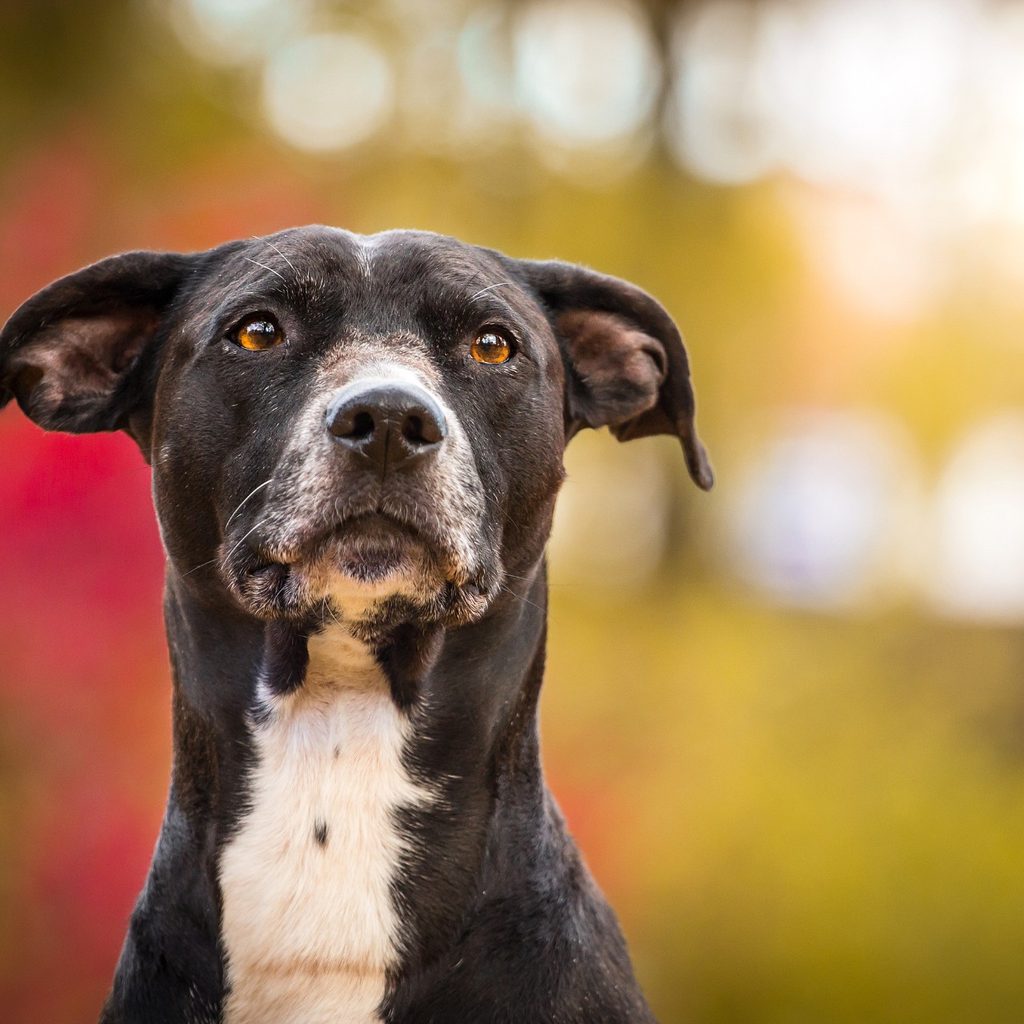 Old dog standing outside near trees