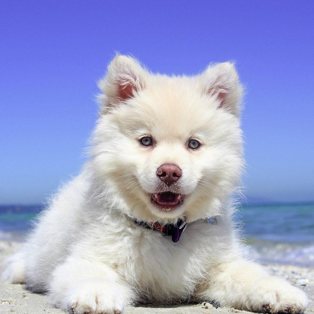 American Eskimo puppy lying on the beach.