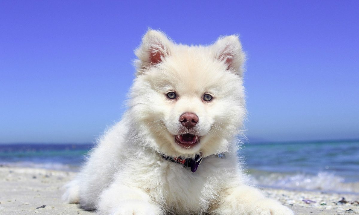 American Eskimo puppy lying on the beach.