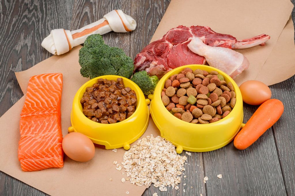 Dog food with salmon, carrots, and meat