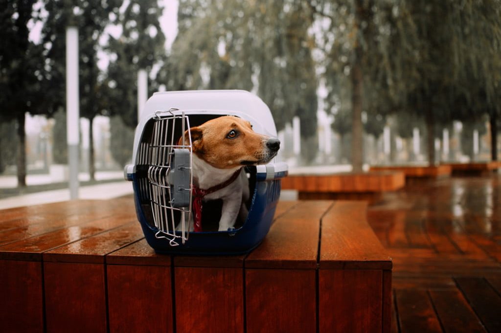 Jack Russel sits outside in a plastic crate