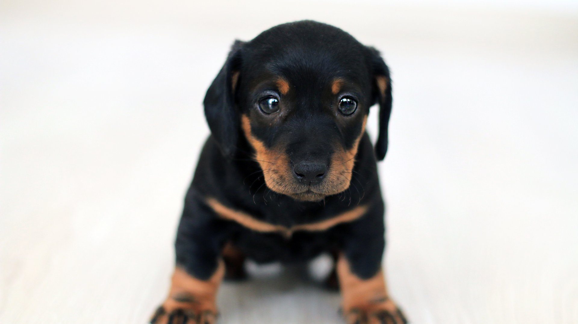 Black and Tan puppy.