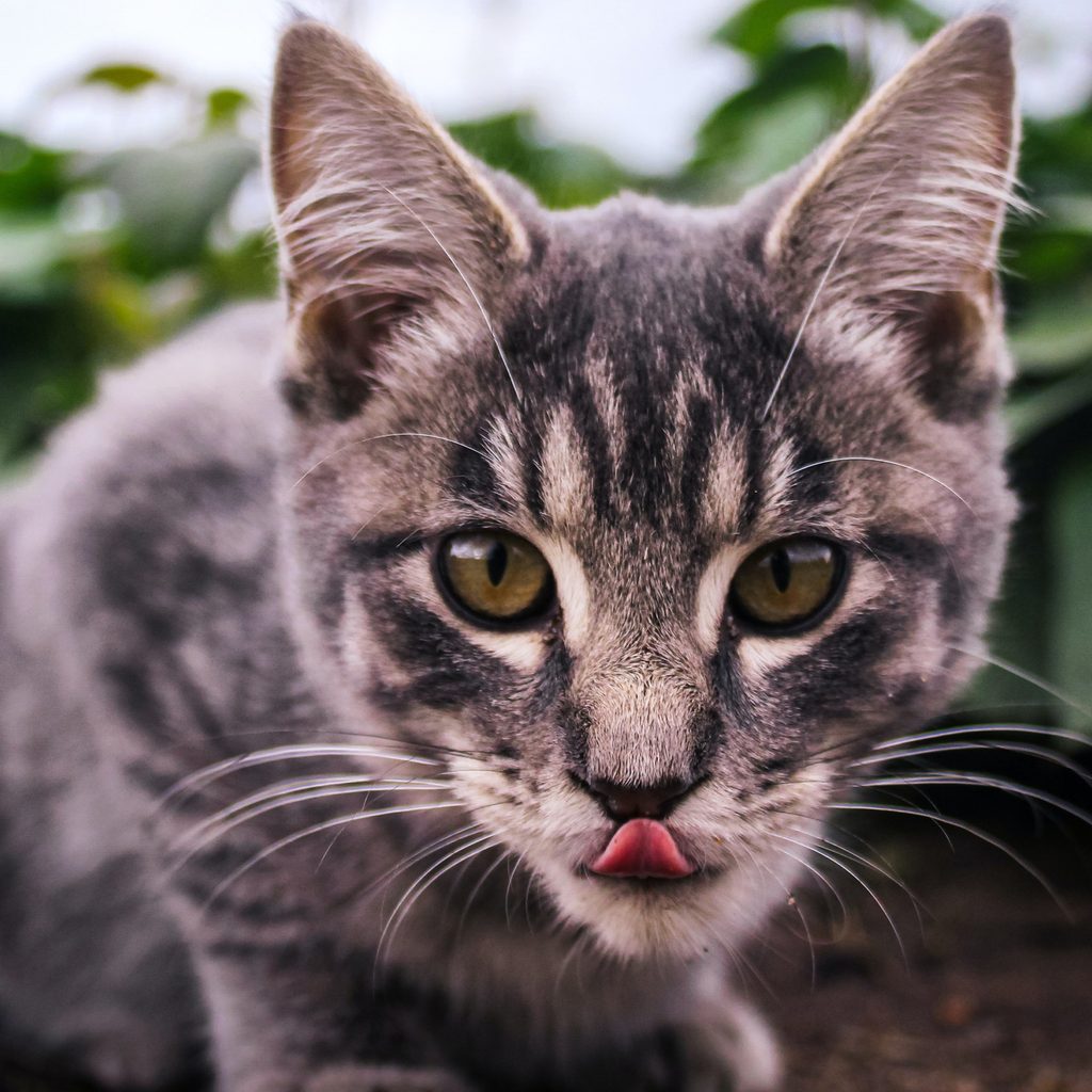 Cat licking lips