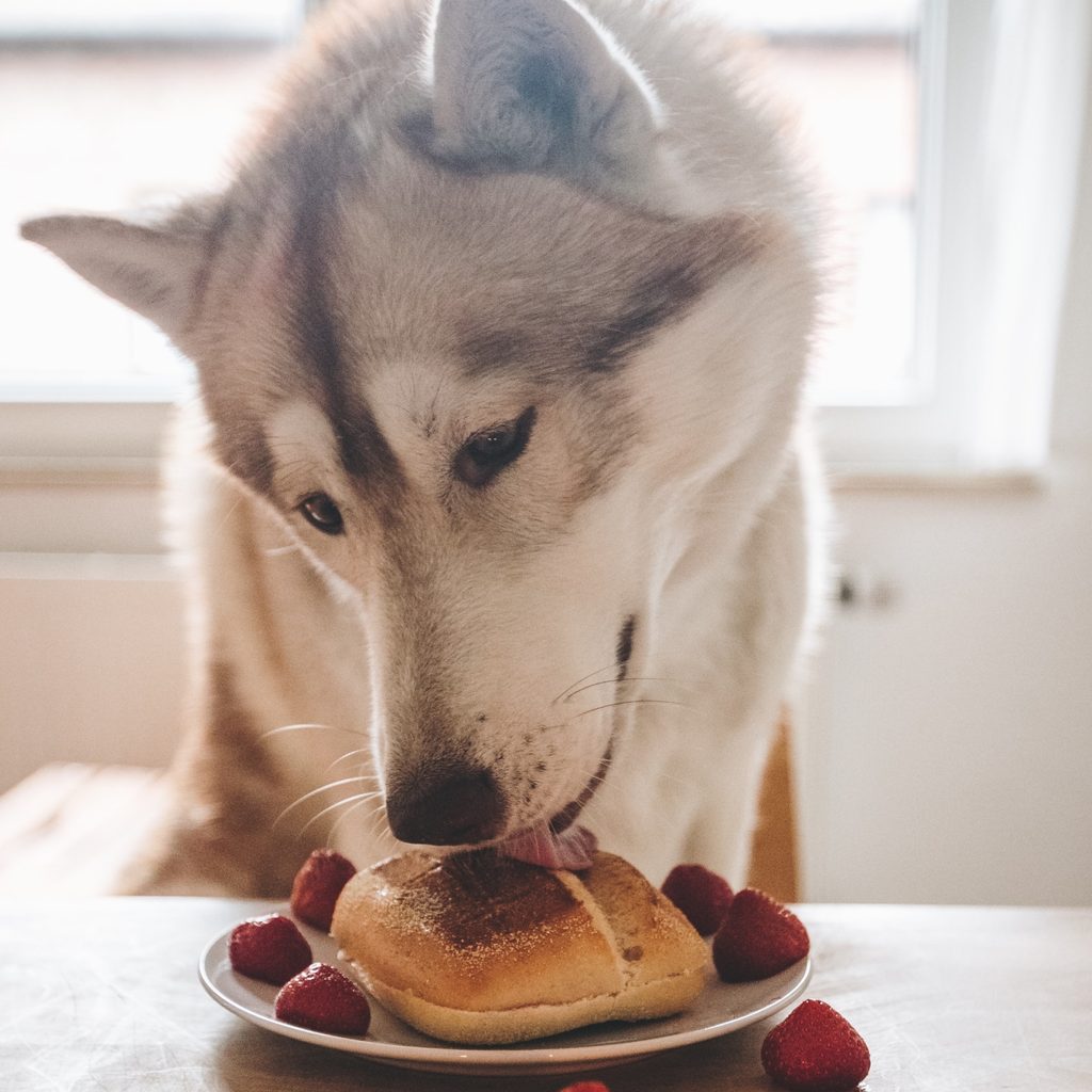 Dog licking bread