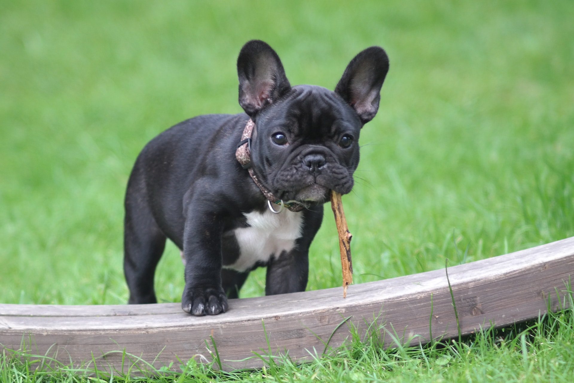 Black and white French bulldog puppy playing with a stick.