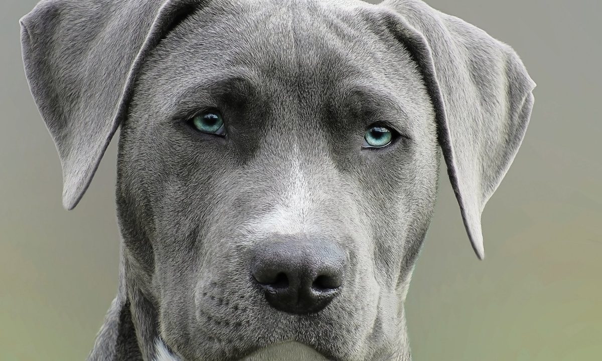 Gray and white dog with blue eyes.