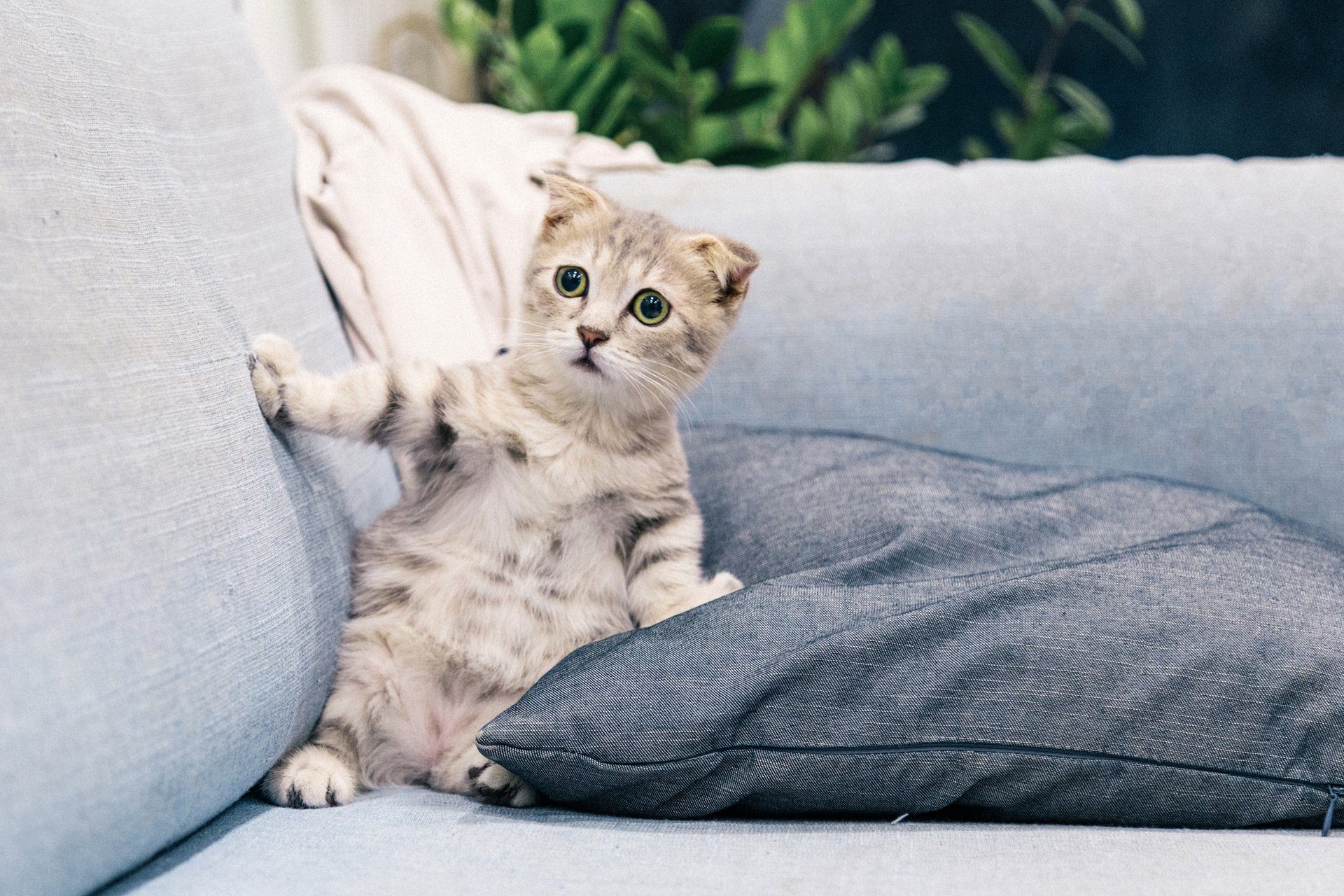 Gray and white tabby kitten on a sofa.