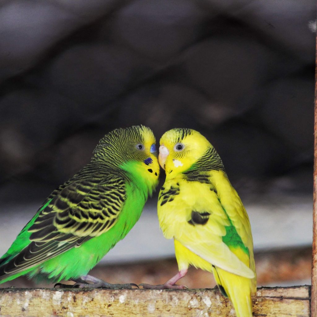 Two parakeets looking at each other