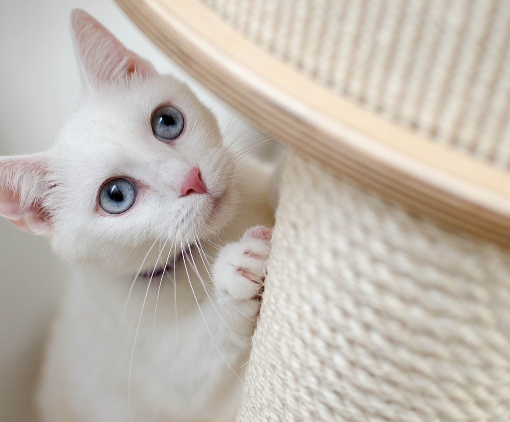 White cat scratching a post