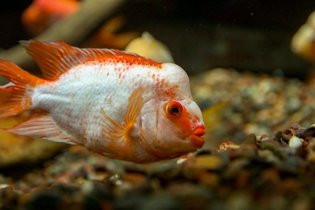 orange-and-white-fish