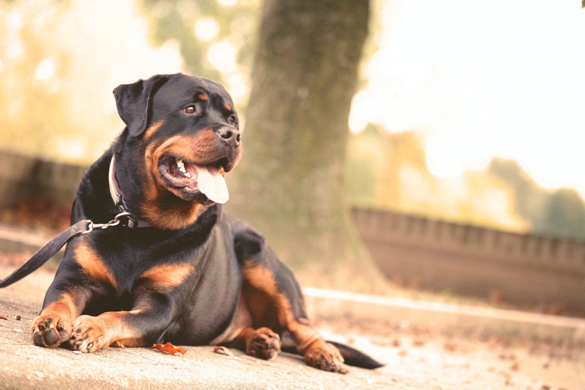 Rottweiler lying down on the ground.
