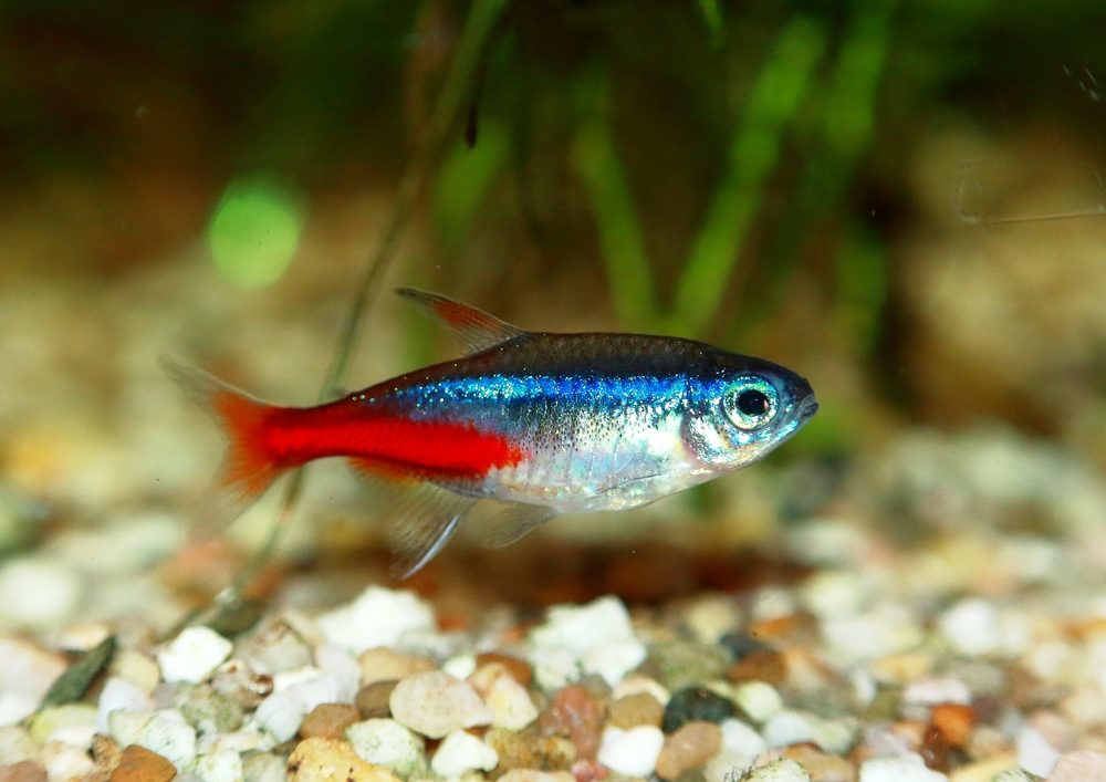 Neon tetra in an aquarium