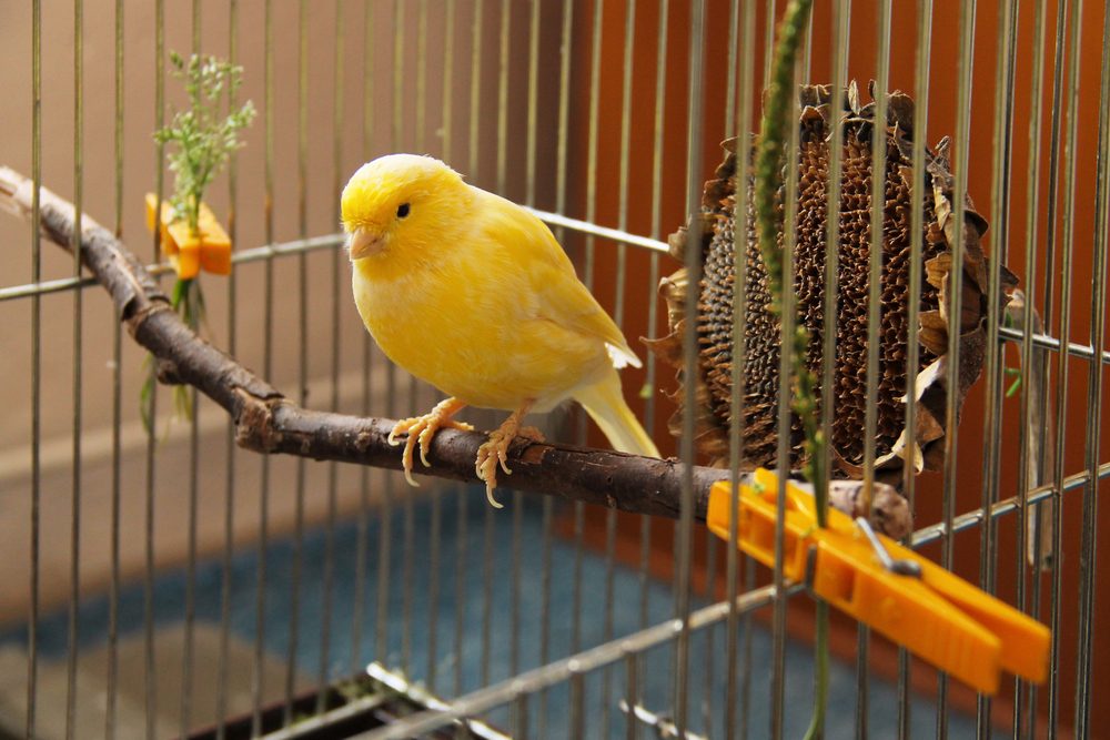 canary in a cage beside a sunflower