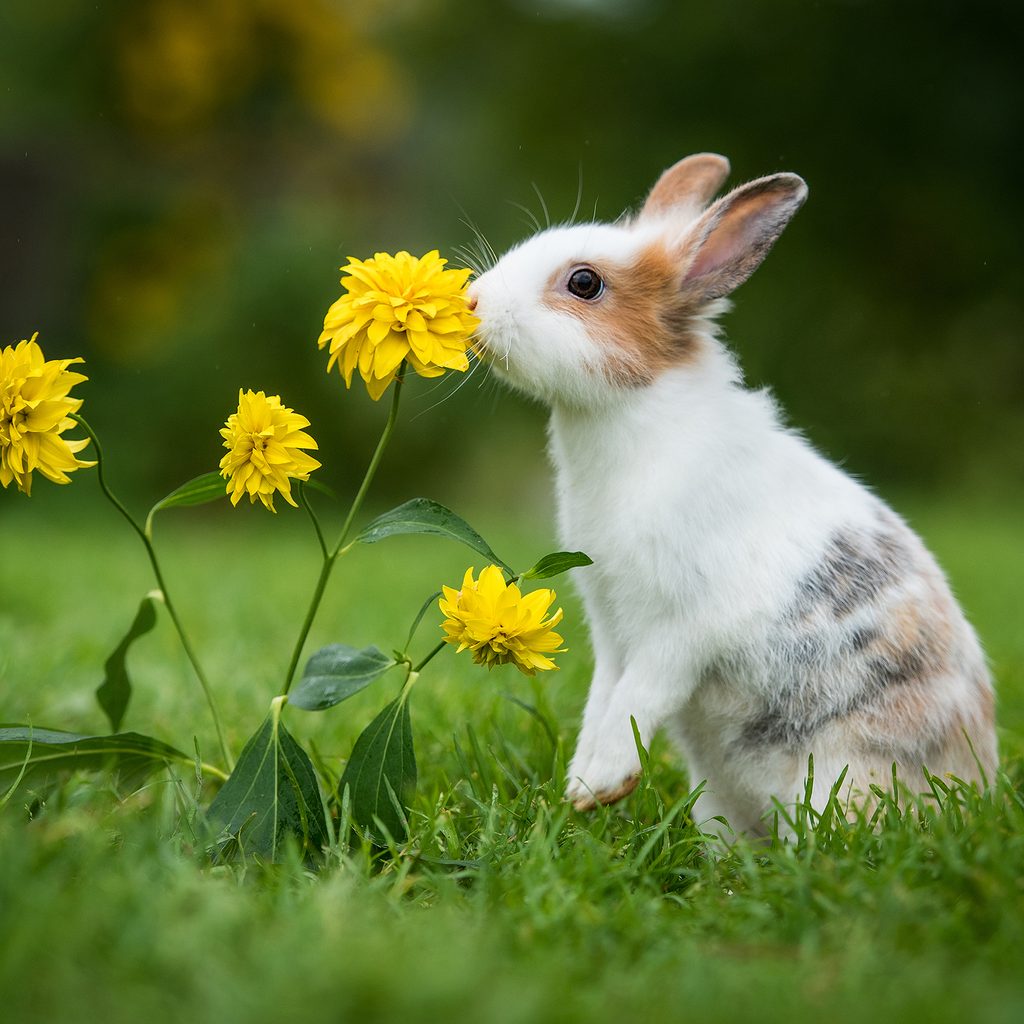 Pets Rabit How to Properly Clean Your Pet Rabbit in 4 Steps | PawTracks