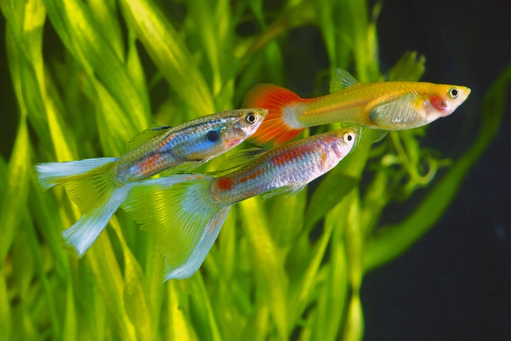 Colorful fish in an aquarium